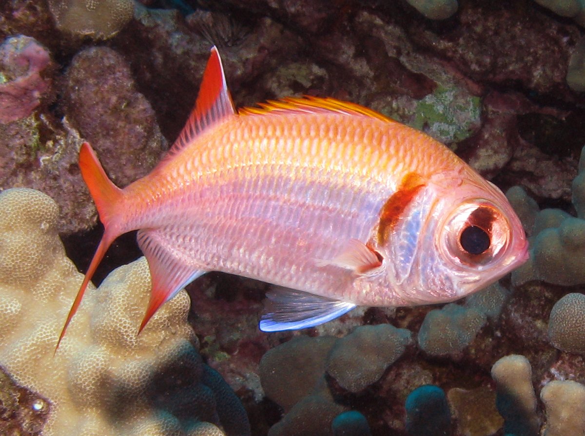 Myripristis kuntee